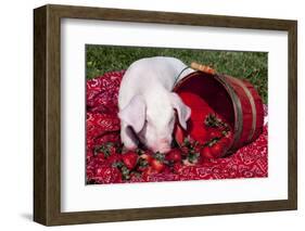 White Piglet Kneeling to Eat Strawberries on Red Table Cloth with Basket, Sycamore-Lynn M^ Stone-Framed Photographic Print