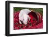 White Piglet Kneeling to Eat Strawberries on Red Table Cloth with Basket, Sycamore-Lynn M^ Stone-Framed Photographic Print