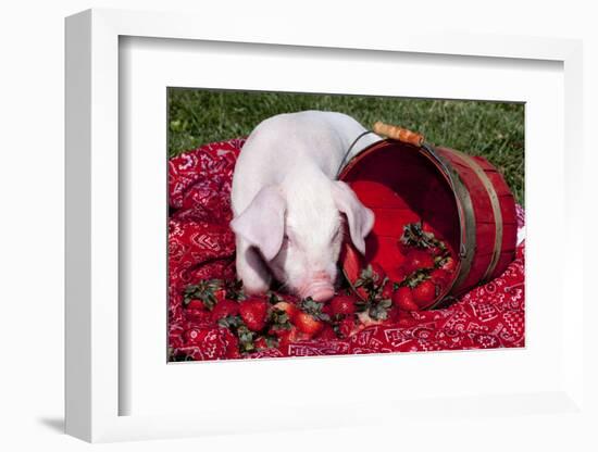 White Piglet Kneeling to Eat Strawberries on Red Table Cloth with Basket, Sycamore-Lynn M^ Stone-Framed Photographic Print