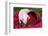 White Piglet Kneeling to Eat Strawberries on Red Table Cloth with Basket, Sycamore-Lynn M^ Stone-Framed Photographic Print