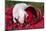 White Piglet Kneeling to Eat Strawberries on Red Table Cloth with Basket, Sycamore-Lynn M^ Stone-Mounted Photographic Print