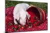 White Piglet Kneeling to Eat Strawberries on Red Table Cloth with Basket, Sycamore-Lynn M^ Stone-Mounted Photographic Print