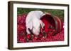 White Piglet Kneeling to Eat Strawberries on Red Table Cloth with Basket, Sycamore-Lynn M^ Stone-Framed Photographic Print