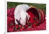 White Piglet Kneeling to Eat Strawberries on Red Table Cloth with Basket, Sycamore-Lynn M^ Stone-Framed Photographic Print