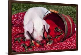 White Piglet Kneeling to Eat Strawberries on Red Table Cloth with Basket, Sycamore-Lynn M^ Stone-Framed Photographic Print