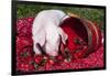 White Piglet Kneeling to Eat Strawberries on Red Table Cloth with Basket, Sycamore-Lynn M^ Stone-Framed Photographic Print