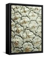 White Pineapple-Neal Grundy-Framed Stretched Canvas