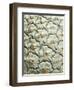 White Pineapple-Neal Grundy-Framed Premium Photographic Print