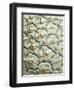 White Pineapple-Neal Grundy-Framed Premium Photographic Print