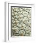 White Pineapple-Neal Grundy-Framed Premium Photographic Print