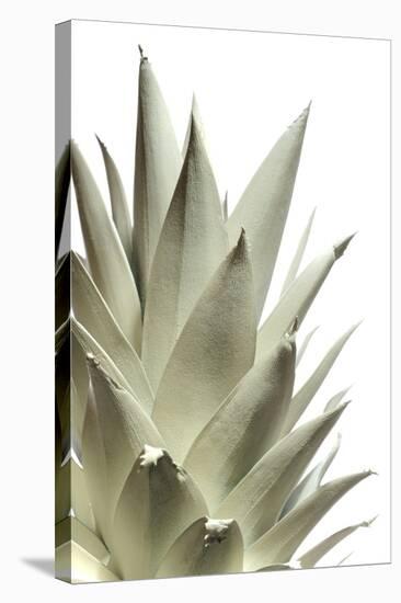 White Pineapple-Neal Grundy-Stretched Canvas