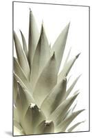 White Pineapple-Neal Grundy-Mounted Premium Photographic Print