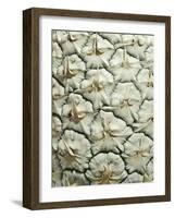 White Pineapple-Neal Grundy-Framed Photographic Print