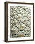 White Pineapple-Neal Grundy-Framed Photographic Print