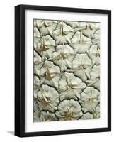 White Pineapple-Neal Grundy-Framed Photographic Print