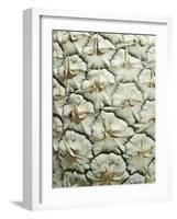 White Pineapple-Neal Grundy-Framed Photographic Print