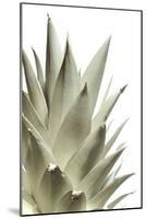 White Pineapple-Neal Grundy-Mounted Photographic Print