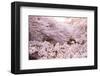 White Pink Cherry Blossoms-null-Framed Art Print