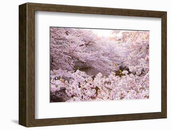 White Pink Cherry Blossoms-null-Framed Art Print