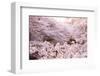 White Pink Cherry Blossoms-null-Framed Art Print