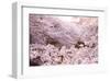 White Pink Cherry Blossoms-null-Framed Art Print