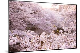 White Pink Cherry Blossoms-null-Mounted Art Print