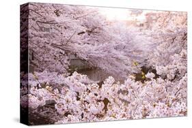 White Pink Cherry Blossoms-null-Stretched Canvas