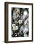 White Plum Blossoms.-fpdress-Framed Photographic Print