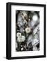 White Plum Blossoms.-fpdress-Framed Photographic Print