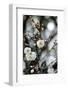 White Plum Blossoms.-fpdress-Framed Photographic Print