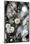 White Plum Blossoms.-fpdress-Mounted Photographic Print