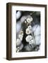 White Plum Blossoms.-fpdress-Framed Photographic Print