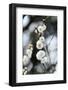 White Plum Blossoms.-fpdress-Framed Photographic Print