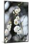 White Plum Blossoms.-fpdress-Mounted Photographic Print