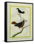 White-Plumed Antbird And-Georges-Louis Buffon-Framed Stretched Canvas