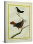 White-Plumed Antbird And-Georges-Louis Buffon-Stretched Canvas