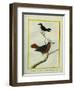 White-Plumed Antbird And-Georges-Louis Buffon-Framed Giclee Print