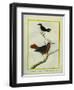 White-Plumed Antbird And-Georges-Louis Buffon-Framed Giclee Print