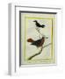 White-Plumed Antbird And-Georges-Louis Buffon-Framed Giclee Print