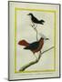 White-Plumed Antbird And-Georges-Louis Buffon-Mounted Giclee Print