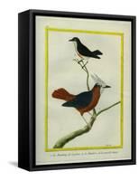 White-Plumed Antbird And-Georges-Louis Buffon-Framed Stretched Canvas