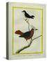 White-Plumed Antbird And-Georges-Louis Buffon-Stretched Canvas