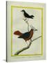 White-Plumed Antbird And-Georges-Louis Buffon-Stretched Canvas