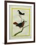 White-Plumed Antbird And-Georges-Louis Buffon-Framed Giclee Print