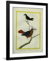 White-Plumed Antbird And-Georges-Louis Buffon-Framed Giclee Print