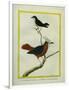 White-Plumed Antbird And-Georges-Louis Buffon-Framed Giclee Print