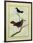 White-Plumed Antbird And-Georges-Louis Buffon-Framed Giclee Print