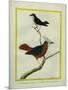 White-Plumed Antbird And-Georges-Louis Buffon-Mounted Giclee Print