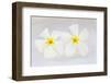 White Plumeria-Darrell Gulin-Framed Photographic Print