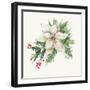 White Poinsettia-PI Studio-Framed Art Print